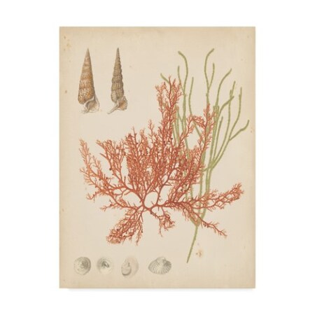 Trademark Fine Art Vision Studio 'Coastal Relic Iii' Canvas Art, 18x24 WAG02504-C1824GG